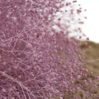 Preserved Mini Gypsophila Lavender Lane