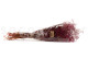 Mini Gypsophila Stabilized - Raspberry 10