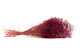 Mini Gypsophila Stabilized - Raspberry 4