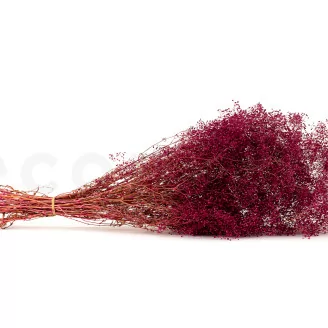 Konserviertes Mini-Schleierkraut Raspberry