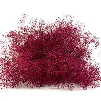 Konserviertes Mini-Schleierkraut Raspberry