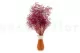 Preserved Mini Gypsophila Raspberry 3