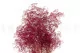 Konserviertes Mini-Schleierkraut Raspberry 7