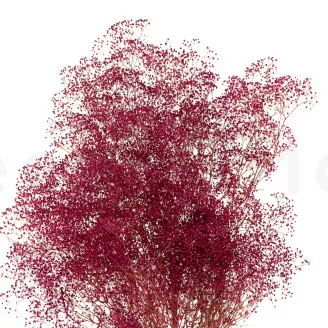 Preserved Mini Gypsophila Raspberry