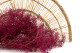 Mini Gypsophila Stabilized - Raspberry 2