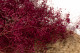 Gypsophile Mini Stabilisé - Raspberry 8