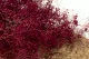 Preserved Mini Gypsophila Raspberry 8