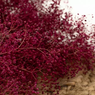 Preserved Mini Gypsophila Raspberry