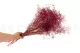 Gypsophile Mini stabilis&eacute; Raspberry 5