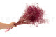 Mini Gypsophila Stabilized - Raspberry 5