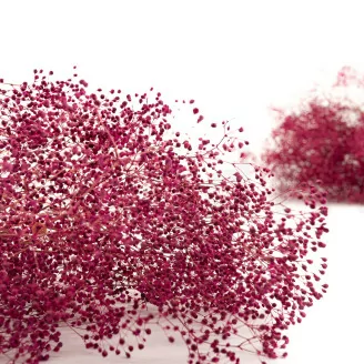 Preserved Mini Gypsophila Raspberry