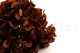 Hortensia Preservado - Coffee 4