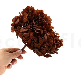 Hortensia stabilis&eacute; Caf&eacute;