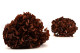 Stabilized Hydrangea - Coffee 6