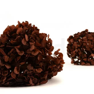 Hortensia preservado Caf&eacute;