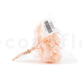 Preserved Hydrangea Kiara - Pink Blush