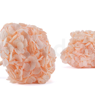 Hortensia Stabilisé Kiara - Pink Blush