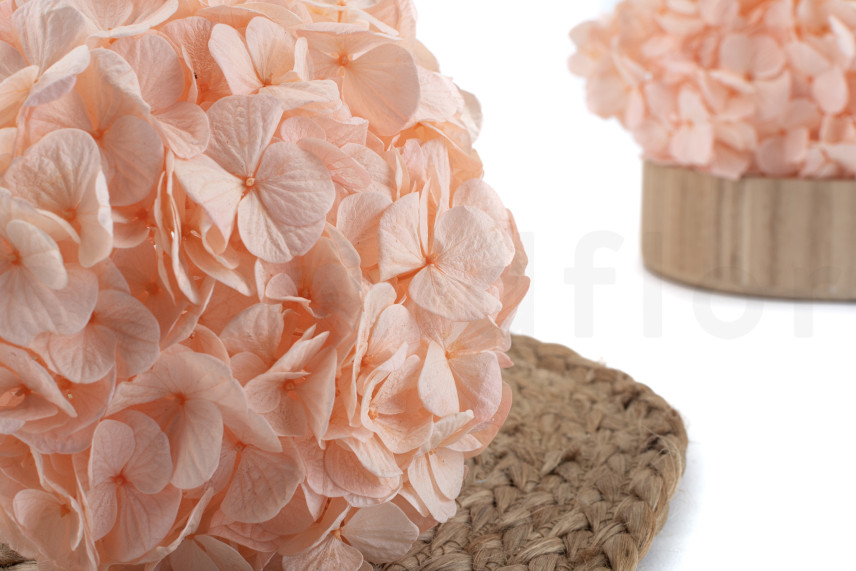 Hortensia Stabilisé Kiara - Pink Blush