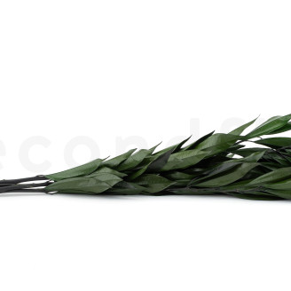Cocculus stabilisé - Bouquet - Vert