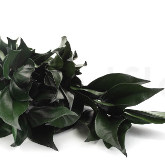 Cocculus stabilizzato - Mazzo - Verde