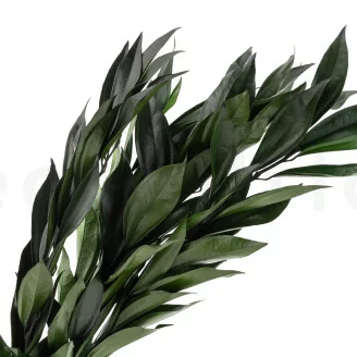 Cocculus preservado - Ramo - Verde