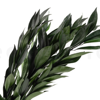 Cocculus stabilisé - Bouquet - Vert