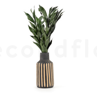Cocculus preservado - Ramo - Verde