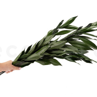Preserved Cocculus - Bouquet - Green