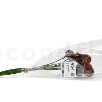 Scabiosa stellata stabilized - 10 stems - Terracotta