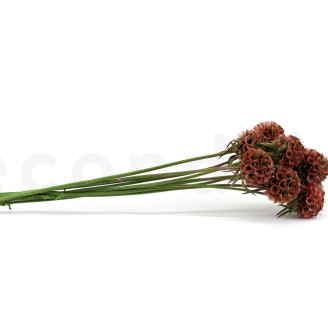 Scabiosa stellata preservada - 10 tallos - Terracotta