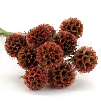 Scabiosa stellata stabilis&eacute;e - 10 tiges - Terracotta
