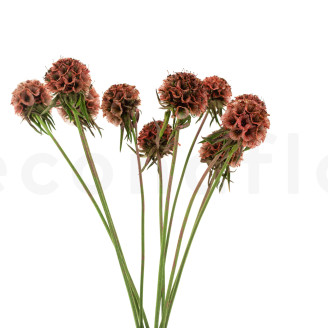 Scabiosa stellata preservada - 10 tallos - Terracotta