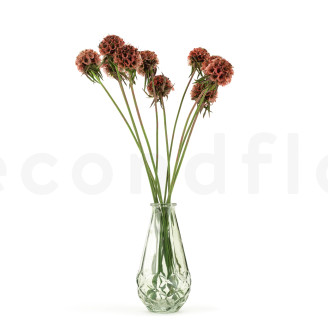 Scabiosa stellata preservada - 10 tallos - Terracotta