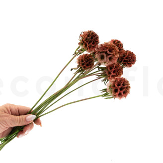 Scabiosa stellata preservada - 10 tallos - Terracotta
