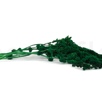 Amaranto Extra stabilizzato - Verde Chiaro