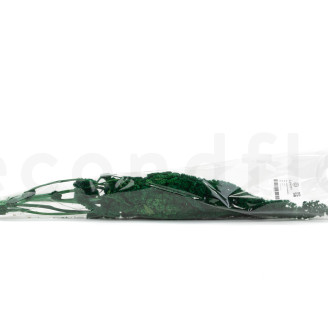 Amaranto Extra stabilizzato - Verde Chiaro