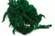 Amaranto preservado Verde 2