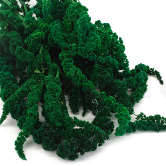 Amaranthus preserved - Bouquet - Green
