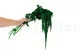 Preserved Amaranthus Green 4