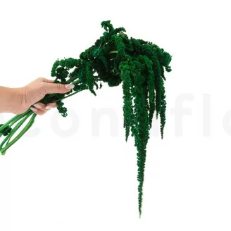 Amarante stabilis&eacute;e Vert