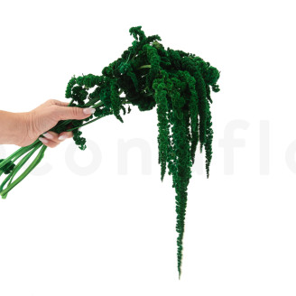 Amaranto Extra stabilizzato - Verde Chiaro