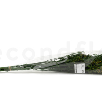 Solidago Stabilisé - Bouquet - Vert