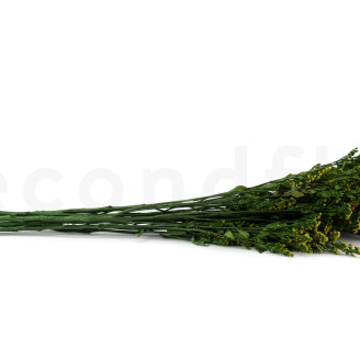 Solidago Preservato - Mazzo - Verde