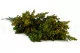 Solidago stabilizzato Verde 6