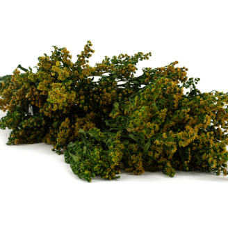 Solidago Konserviert - Strau&szlig; - Gr&uuml;n