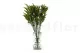 Solidago stabilis&eacute; Vert 4