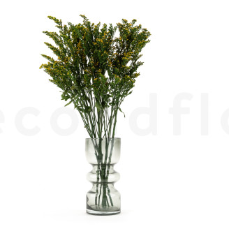 Solidago Preservato - Mazzo - Verde