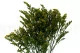 Solidago stabilis&eacute; Vert 2