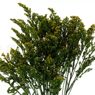 Preserved Solidago Green