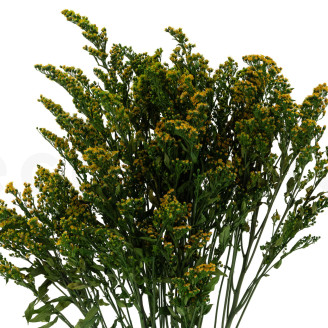 Solidago Konserviert - Strau&szlig; - Gr&uuml;n